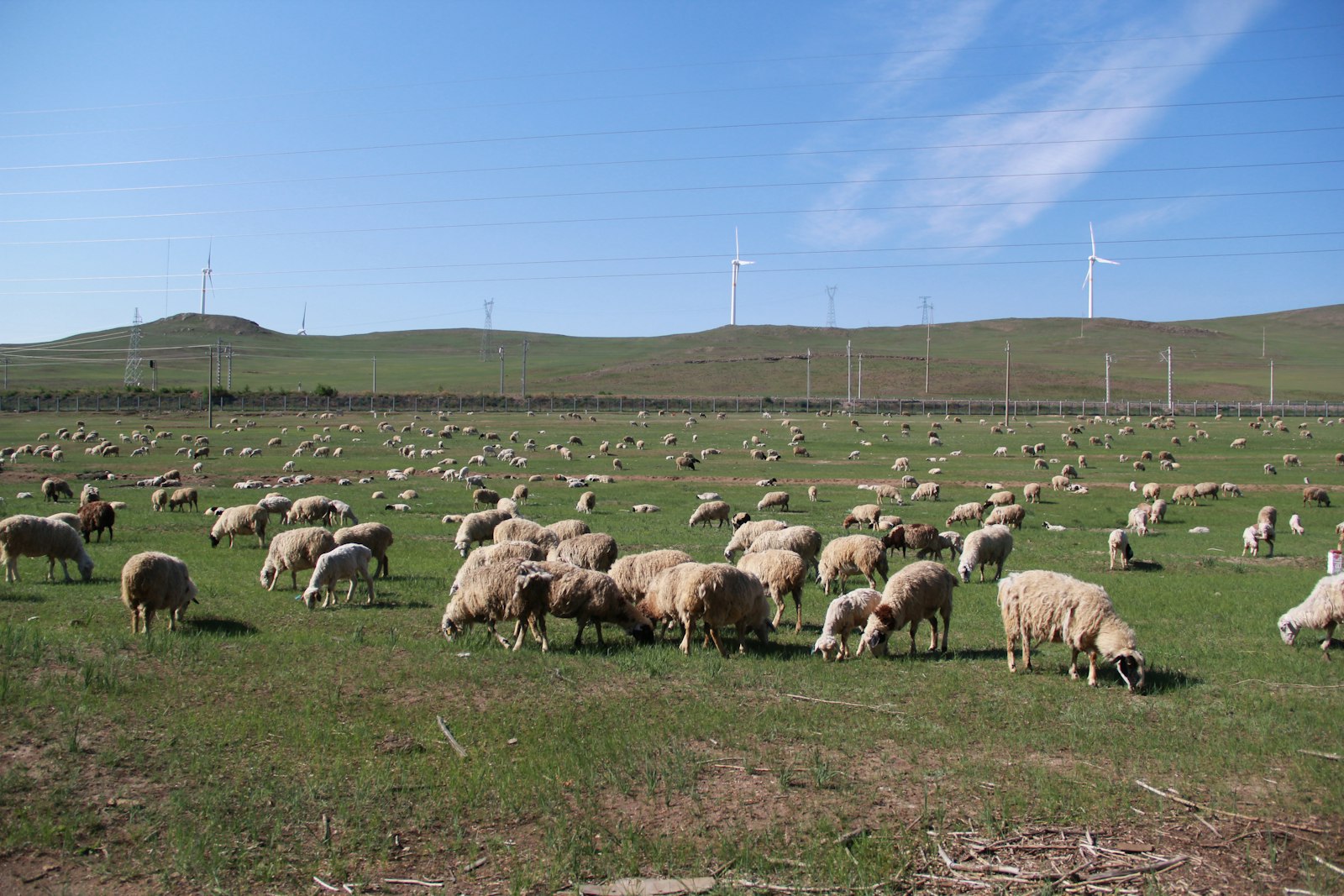 Schafherde auf Weide mit Windr&auml;dern &mdash; Biodiversit&auml;t und Erneuerbare