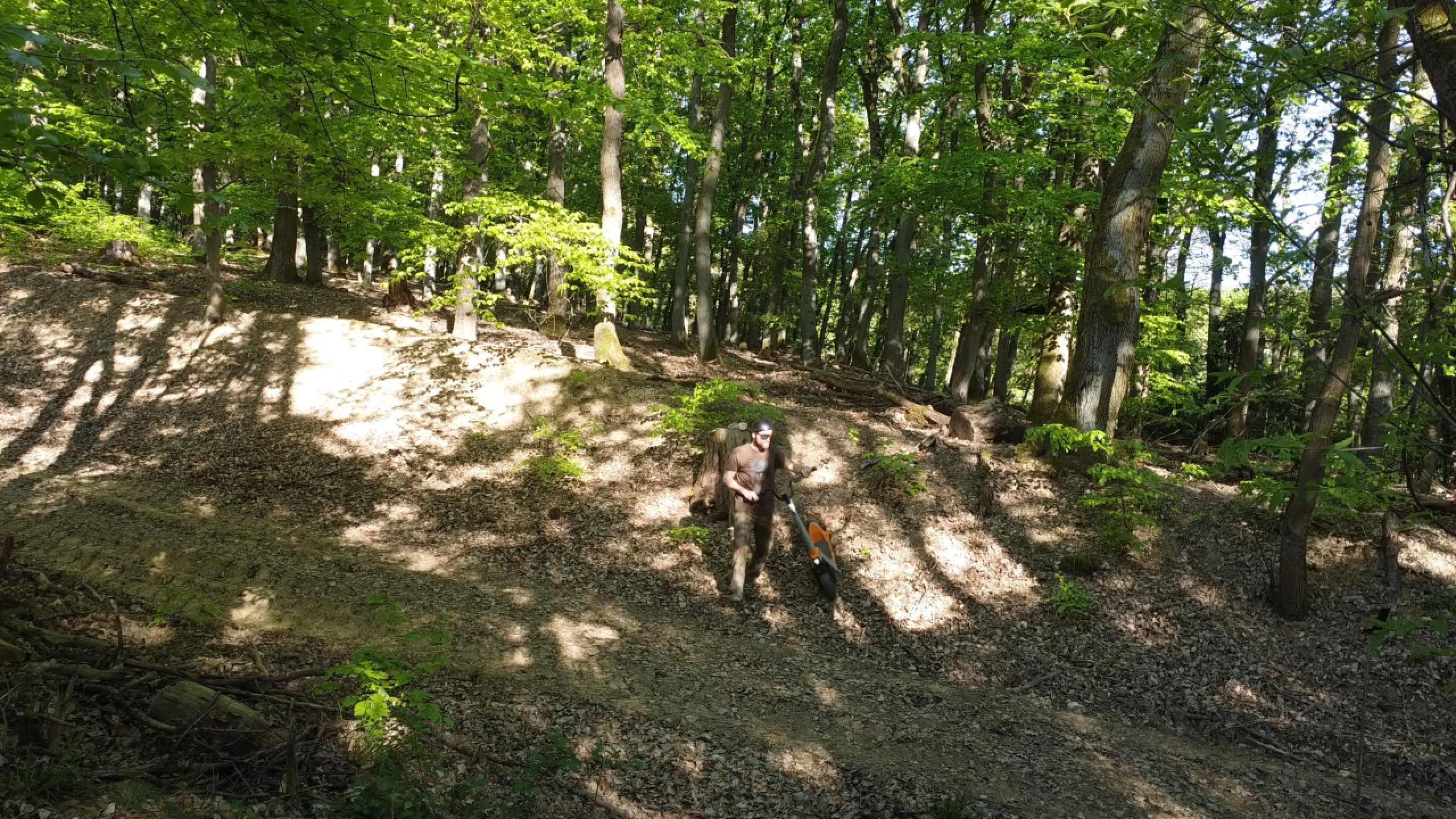 Castor im Rheingau-Wald