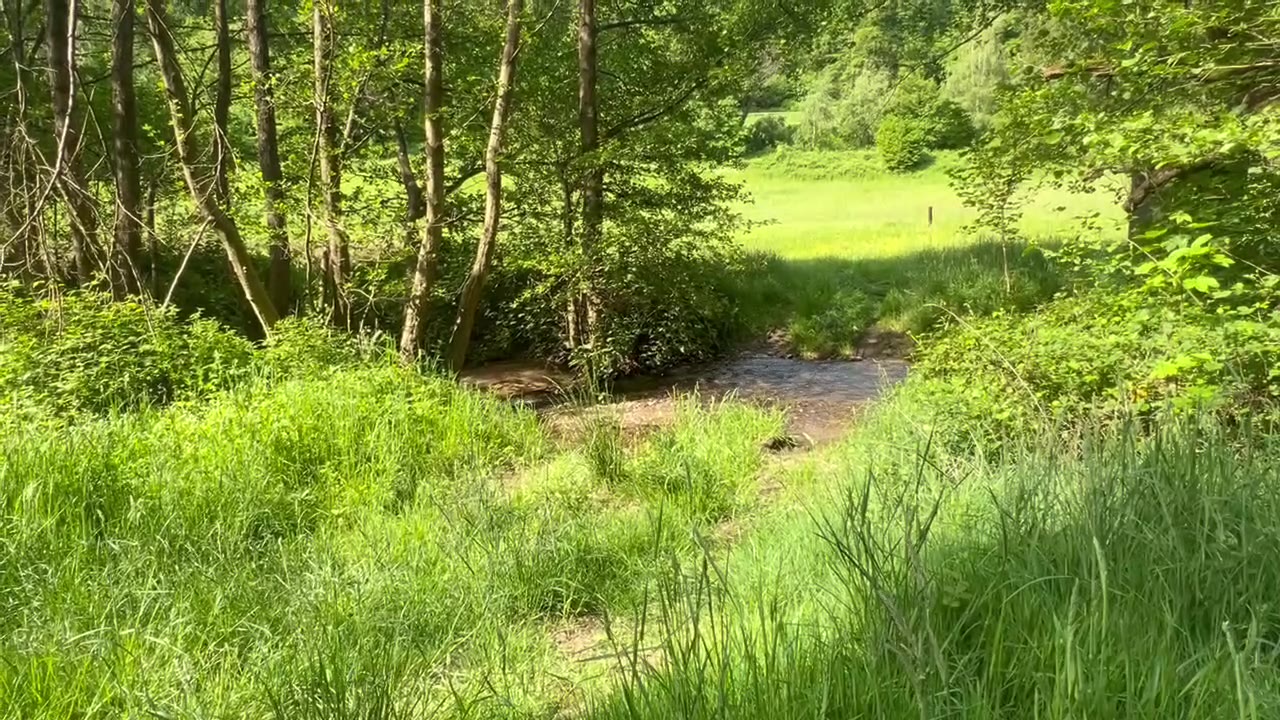 Castor am Bach im gruenen Rheingau-Revier