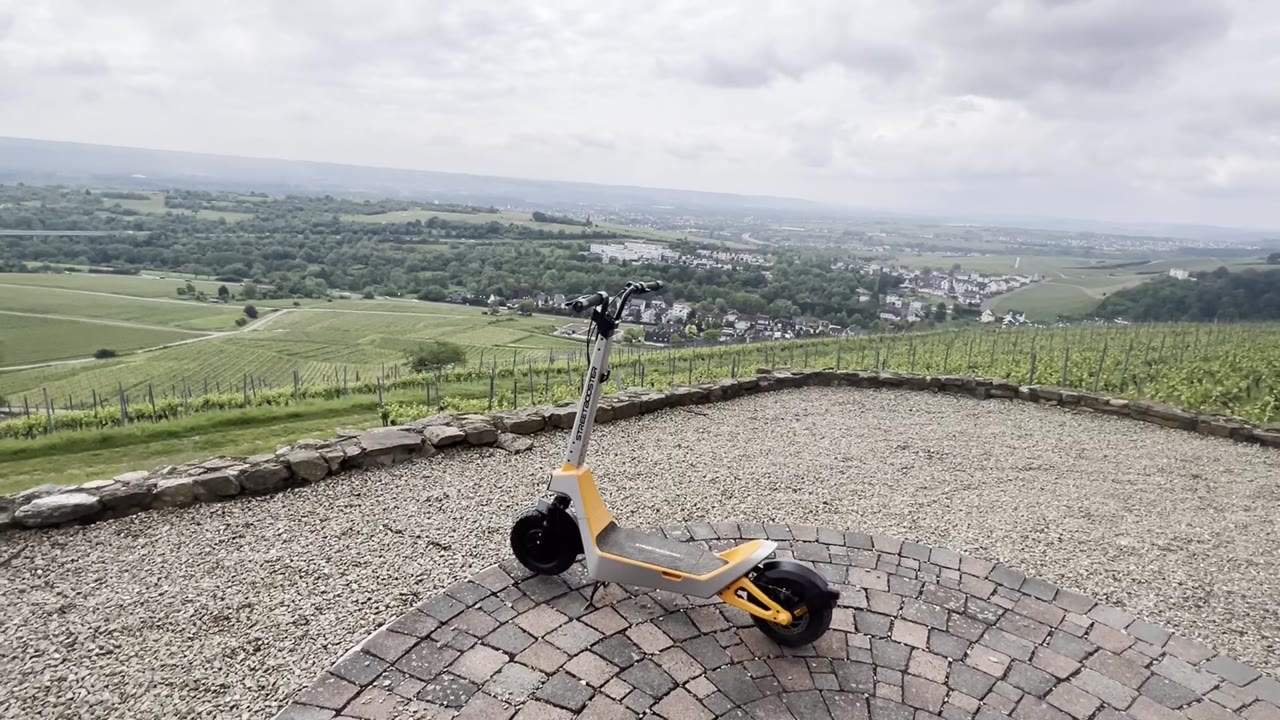 Castor am Aussichtspunkt ueber den Weinbergen im Rheingau