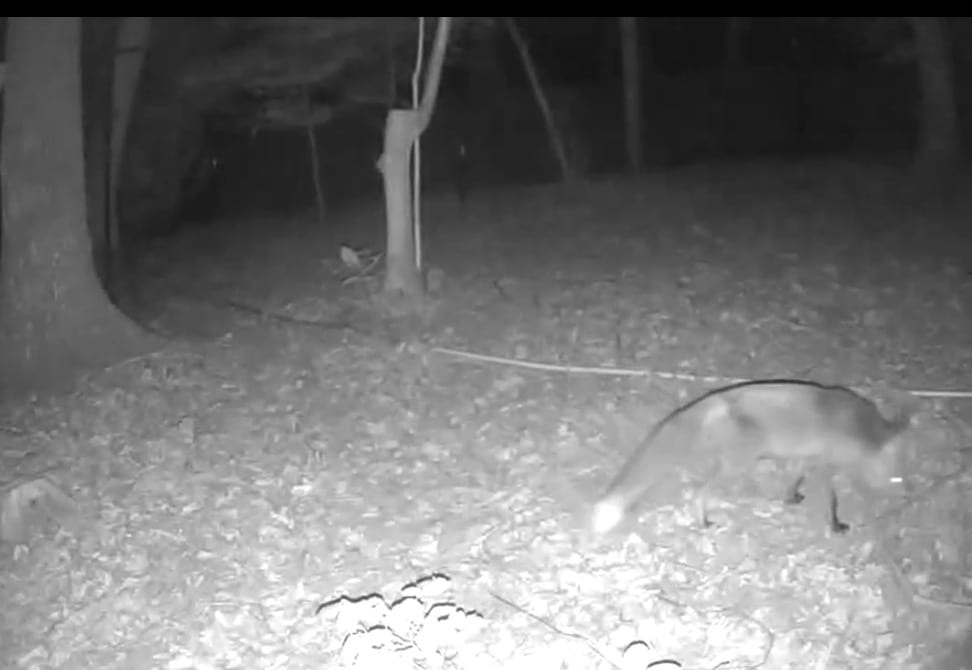 Rotfuchs bei Nacht im Rheingau-Wald