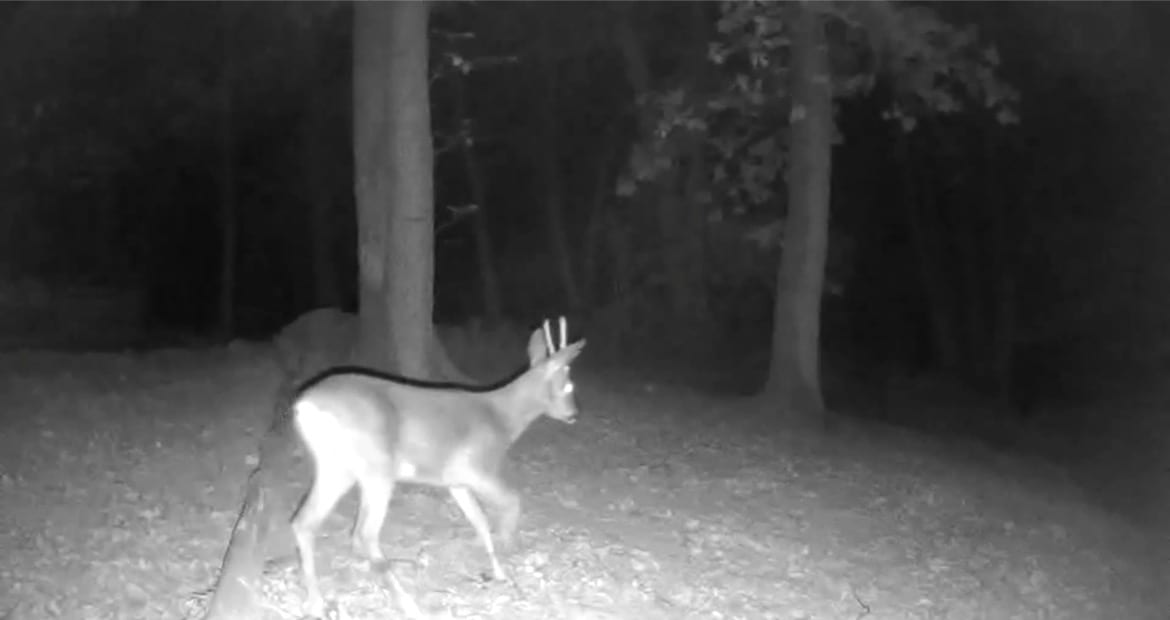 Reh bei Nacht im Rheingau-Wald