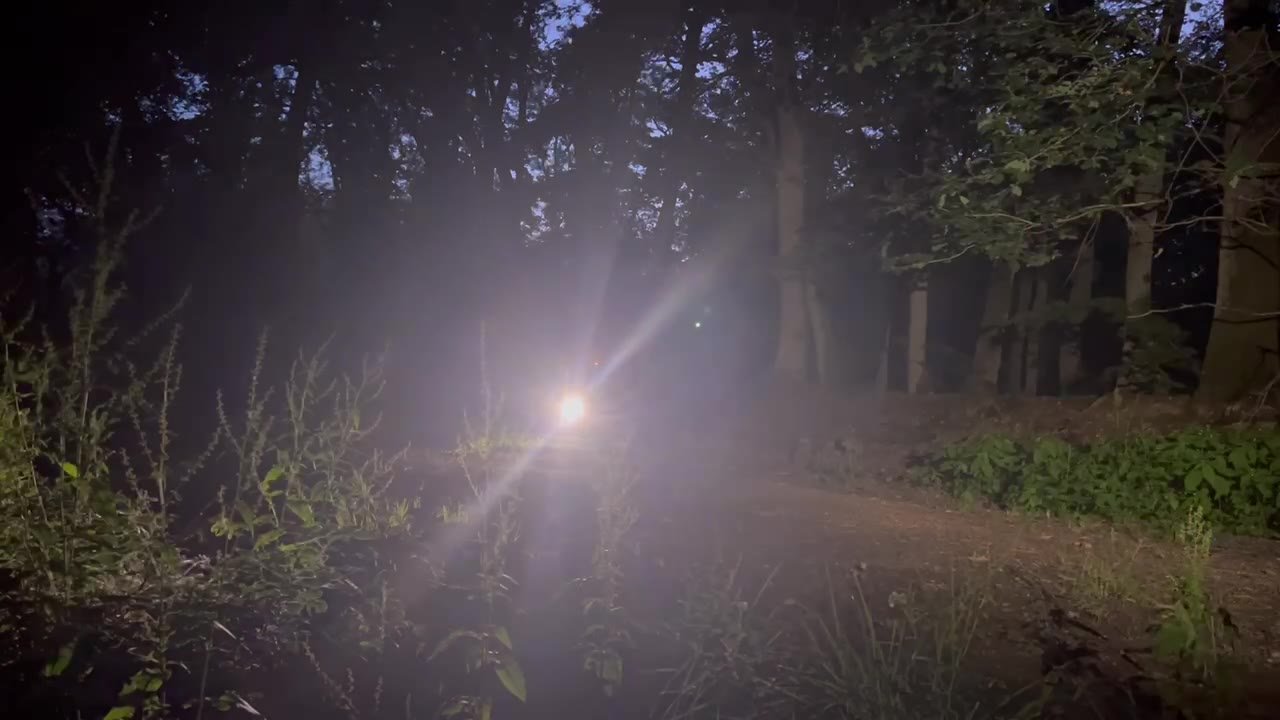 Frontscheinwerfer im Nachttest: heller Lichtkegel im dunklen Rheingau-Wald