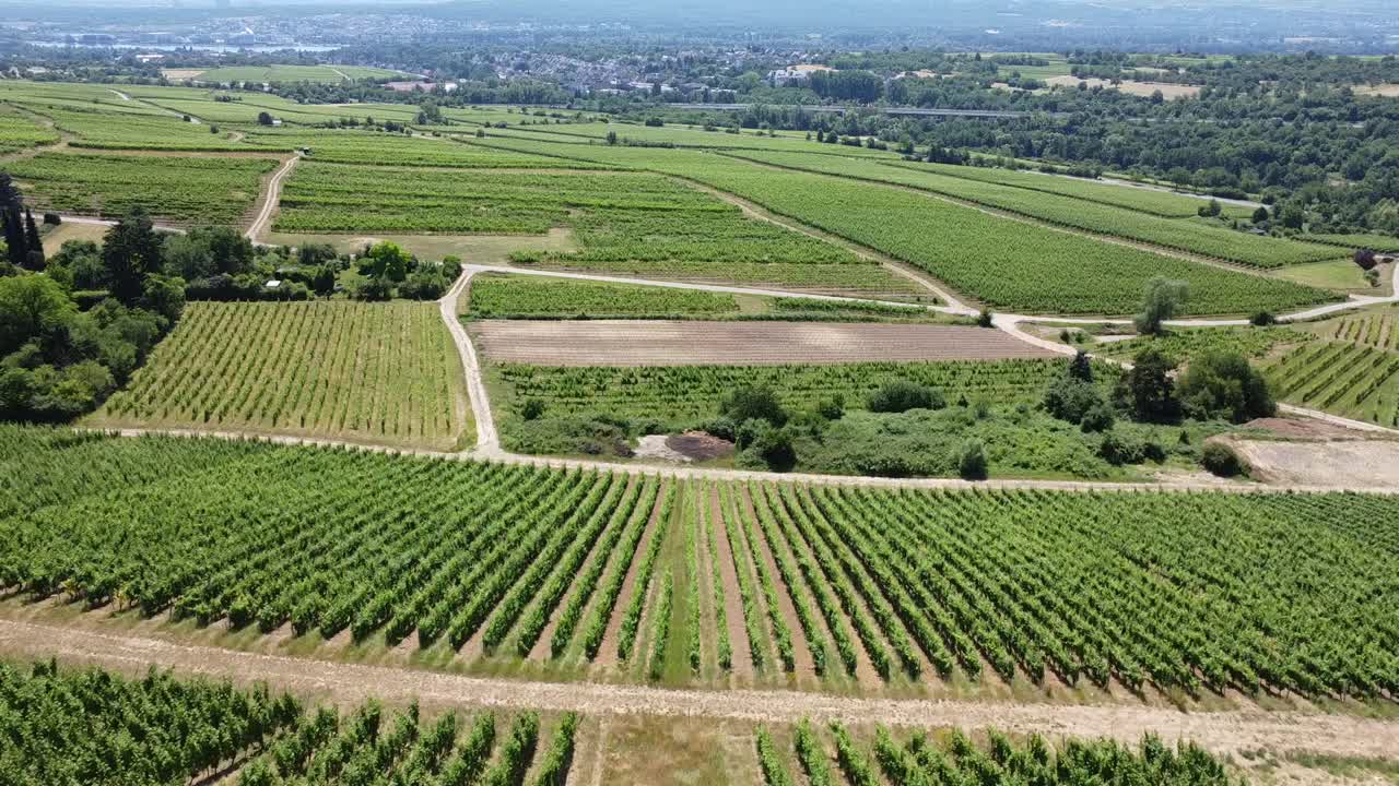 Rheingauer Weinberge von oben &mdash; Rebzeilen-Patchwork im Steilhang