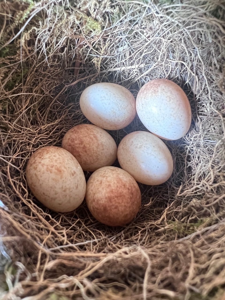 Vogelnest mit Eiern im Rheingau-Wald