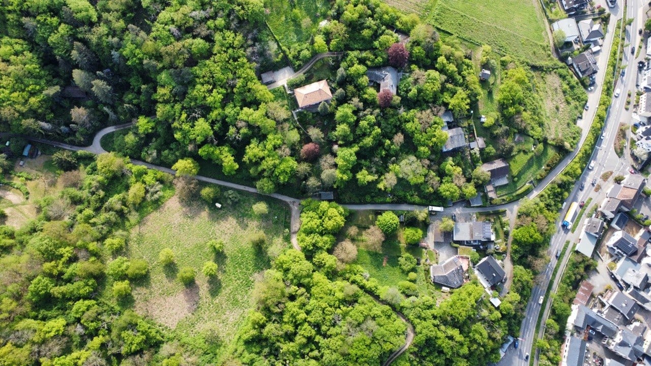 Waldweg im Rheingau